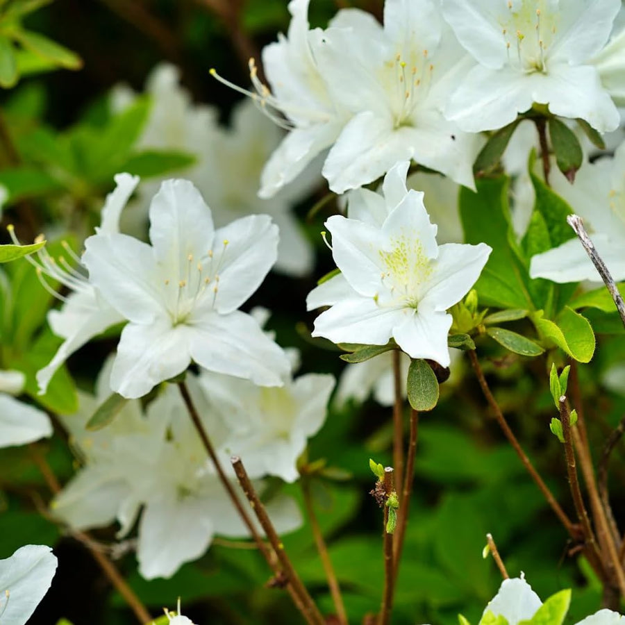 White Azalea Plant Live, 10 Inches Tall, Hardy Flowering Shrub for Outdoor Planting and Landscaping