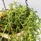 String of Dolphins Live Plant in 4 Inch Pot, String of Dolphins Plant for Home, Office, Live Succulents Plants in Pot