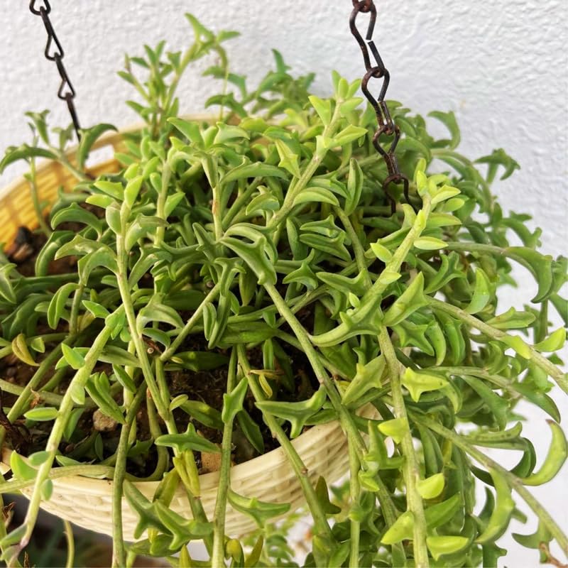 String of Dolphins Live Plant in 4 Inch Pot, String of Dolphins Plant for Home, Office, Live Succulents Plants in Pot