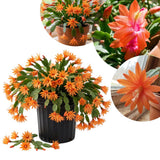 Easter Cactus Live Plant, Easter Cactus Plant 5 Inches in Height, 4 Inch Pot, Bright Bloom Flowering Houseplant for Planting (Orange)