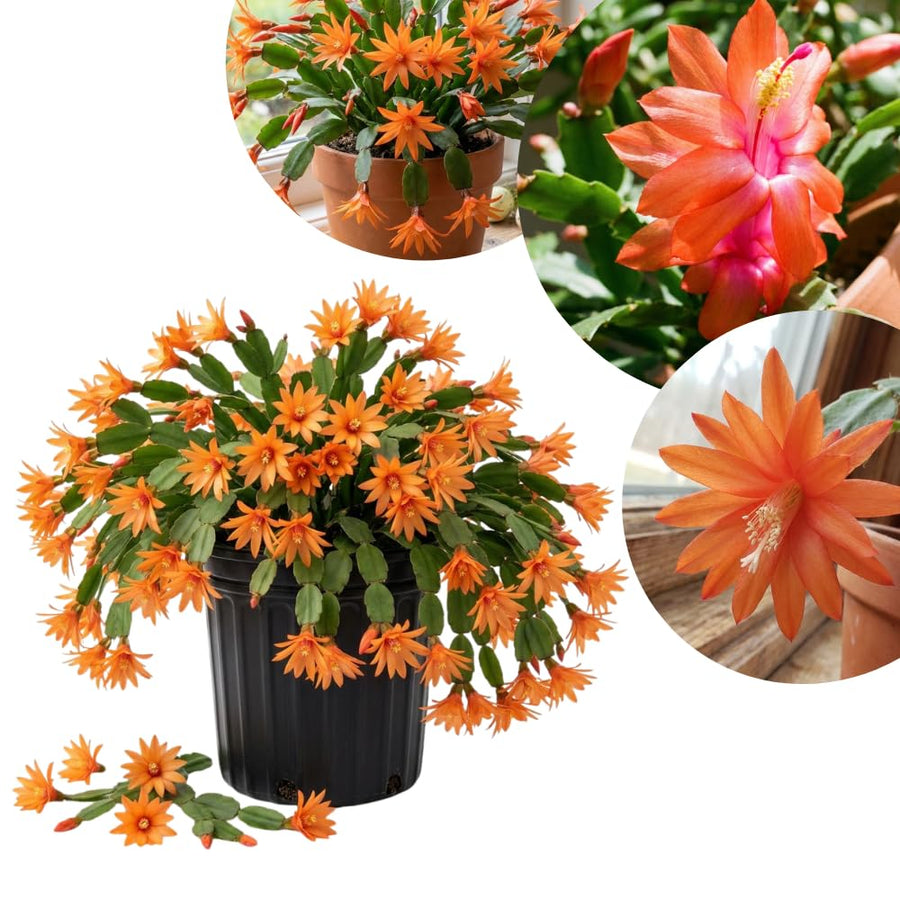 Easter Cactus Live Plant, Easter Cactus Plant 5 Inches in Height, 4 Inch Pot, Bright Bloom Flowering Houseplant for Planting (Orange)