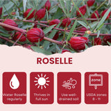 Roselle Seeds, Set of 50 Roselle Seeds, Red Hibiscus Roselle Seed for Outdoor Planting