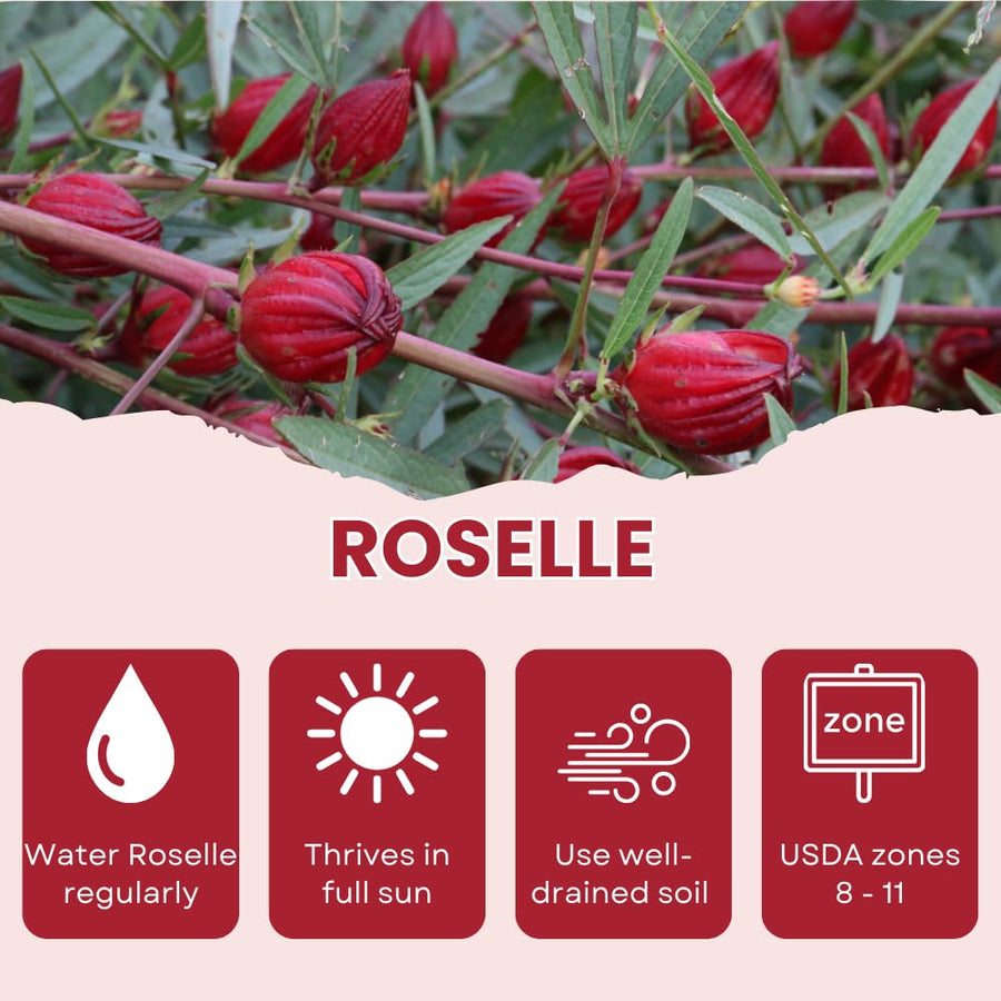 Roselle Seeds, Set of 50 Roselle Seeds, Red Hibiscus Roselle Seed for Outdoor Planting