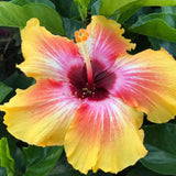 Hibiscus Flower Plant, Hibiscus Plants Live, Tropical Hibiscus Plant, Orange Sunset, Zone 10 to 12, Size 5 to 7 Inch Tall