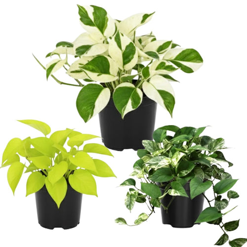 3 Mix Pothos Plants in 4 Inch Pot, 3-6” Tall Assorted Pothos Vine Houseplants, Hanging Basket and Home Garden Plants