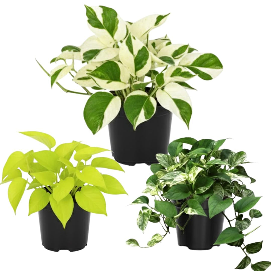 3 Mix Pothos Plants in 4 Inch Pot, 3-6” Tall Assorted Pothos Vine Houseplants, Hanging Basket and Home Garden Plants