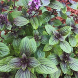 6 African Blue Basil Plants Live, 4 to 6 Inc in Height, Basil Plants Live