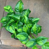 Set 3 Pothos Live Plants, Assorted Pothos Plant Live Indoor, Hanging Basket Vine Plant Indoor Outdoor, Easy to Plant