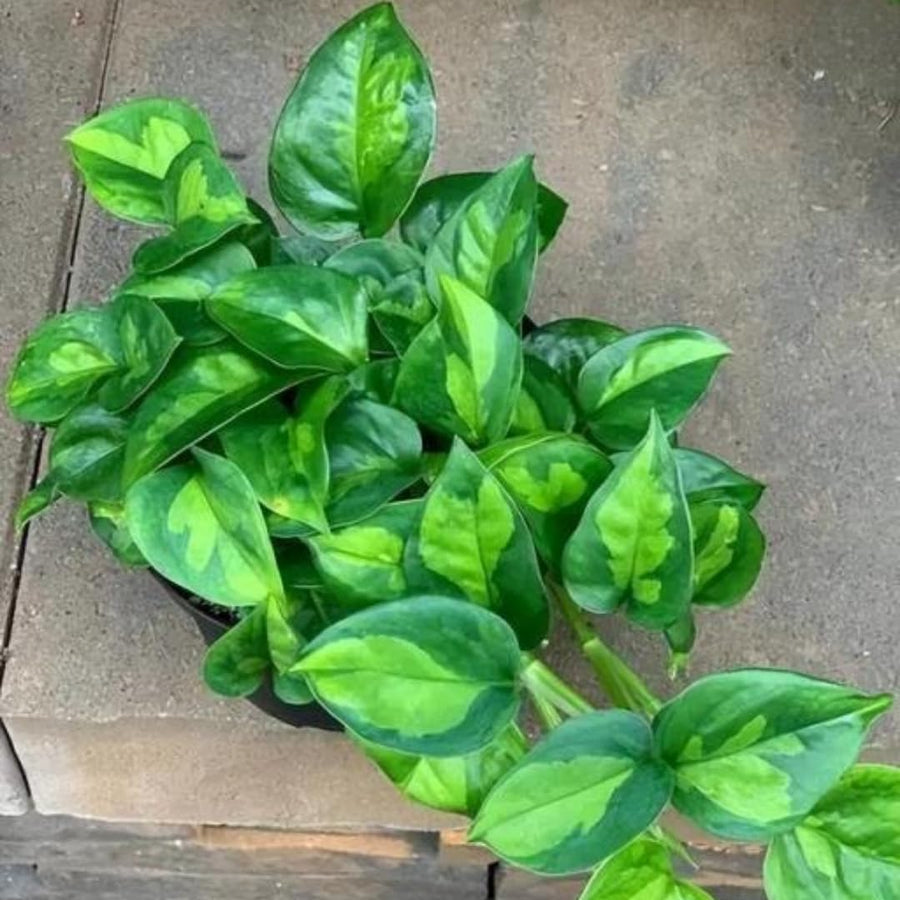 Set 3 Pothos Live Plants, Assorted Pothos Plant Live Indoor, Hanging Basket Vine Plant Indoor Outdoor, Easy to Plant