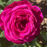 Vibrant Hot Pink Climbing Rose Live Plant, Fragrant Rose Bush Ready to Plants, Zone 5 to 9, Size 5 to 7 Inches and Bare Root