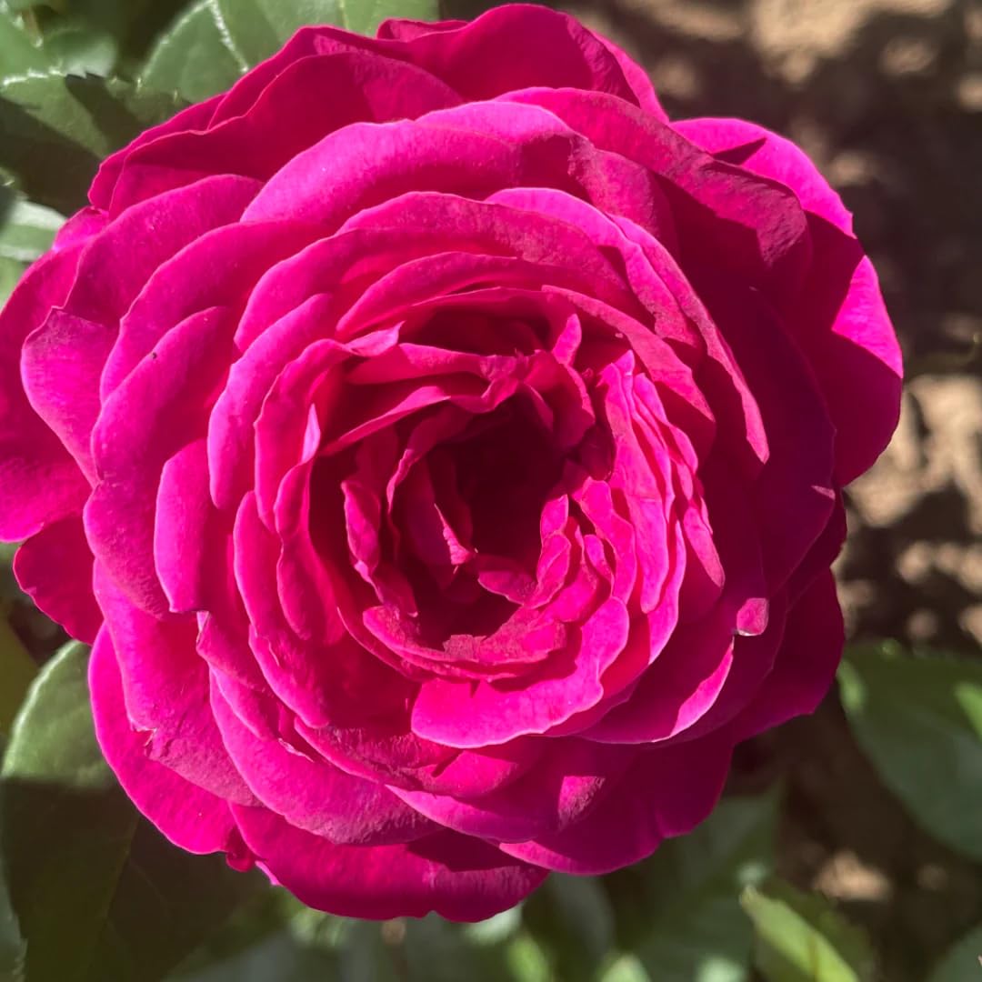 Vibrant Hot Pink Climbing Rose Live Plant, Fragrant Rose Bush Ready to Plants, Zone 5 to 9, Size 5 to 7 Inches and Bare Root