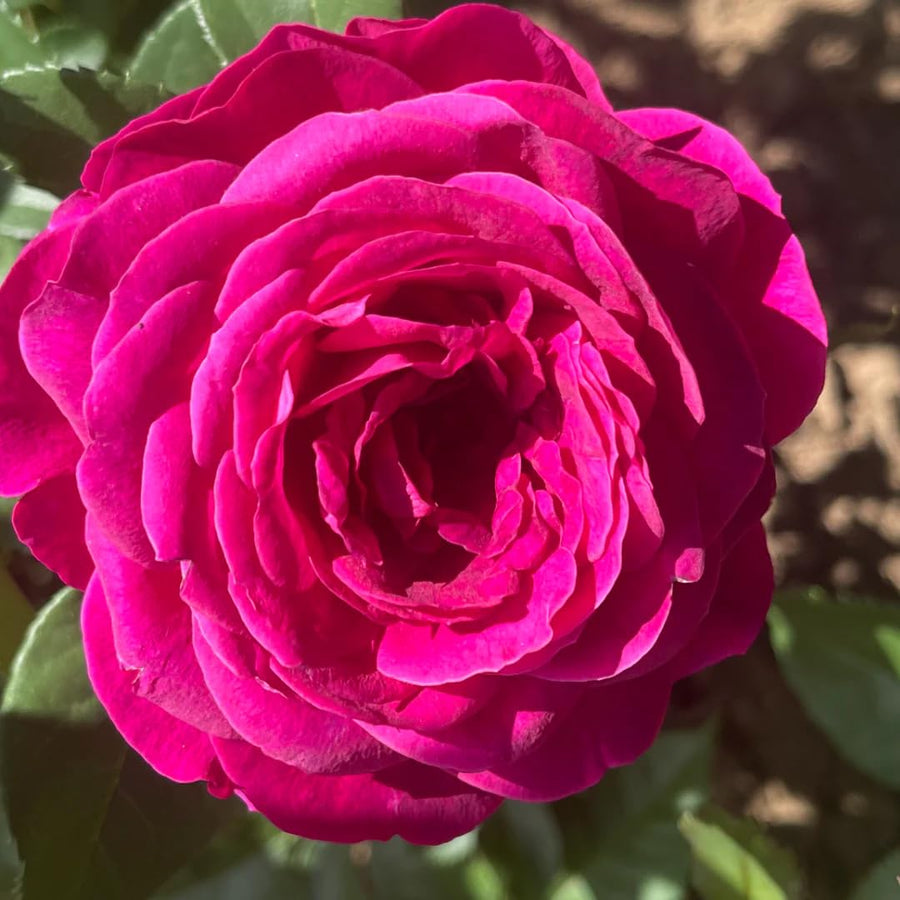 Vibrant Hot Pink Climbing Rose Live Plant, Fragrant Rose Bush Ready to Plants, Zone 5 to 9, Size 5 to 7 Inches and Bare Root