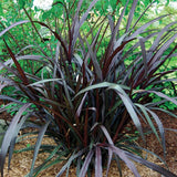 2 Black Fountain Grass Live Plants, Perennial Grass Clumps for Outdoor Landscaping Growing, Ornamental Grasses Ready to Grow 4-9 Inches