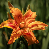 3 Double Orange Daylily Bulbs for Planting, Daylily Bulbs Roots Rhizomes Gardening, Orange Flower Garden