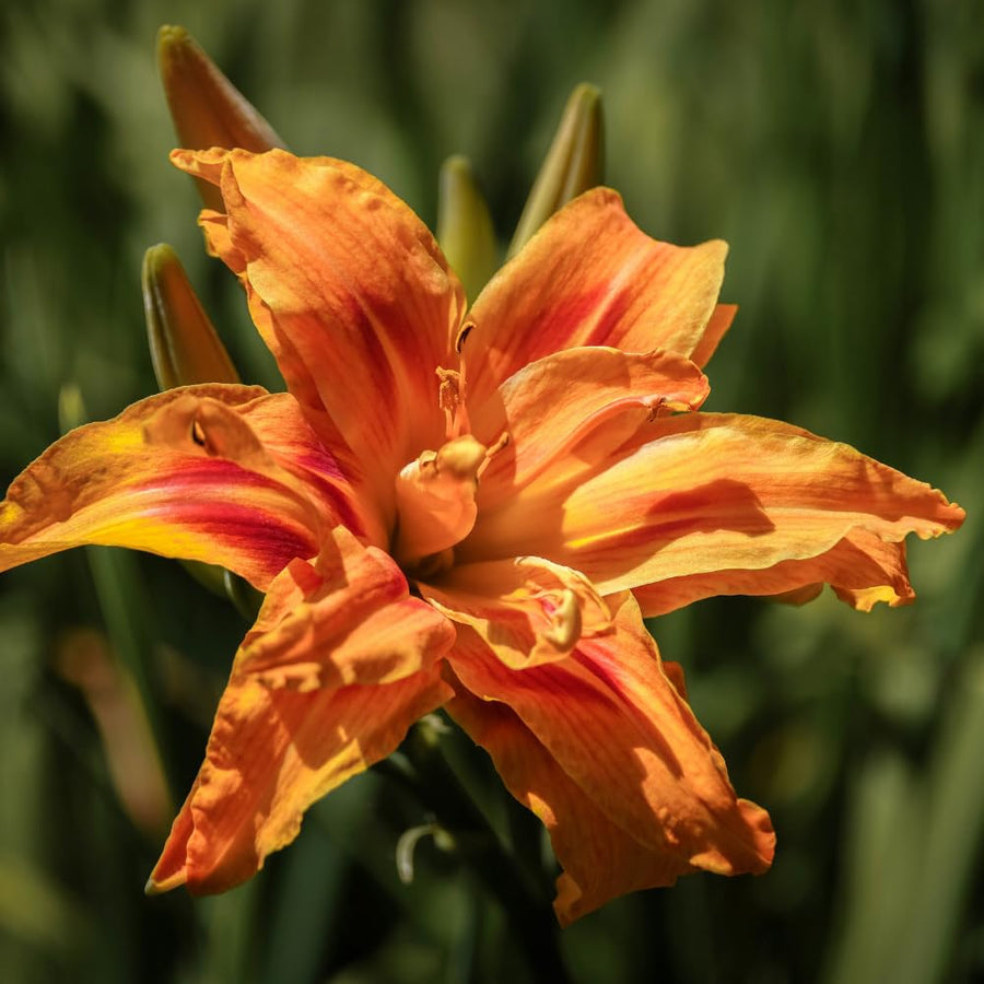 3 Double Orange Daylily Bulbs for Planting, Daylily Bulbs Roots Rhizomes Gardening, Orange Flower Garden