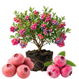 Blueberry Plant Live for Planting, Pink Blueberry Bush, Well Rooted, 6-8 Inc Tall, Berry Shrub for Edible Gardens or Landscapes