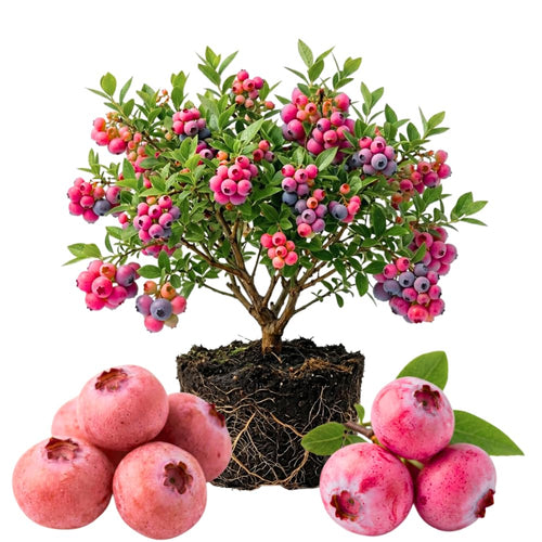 Blueberry Plant Live for Planting, Pink Blueberry Bush, Well Rooted, 6-8 Inc Tall, Berry Shrub for Edible Gardens or Landscapes