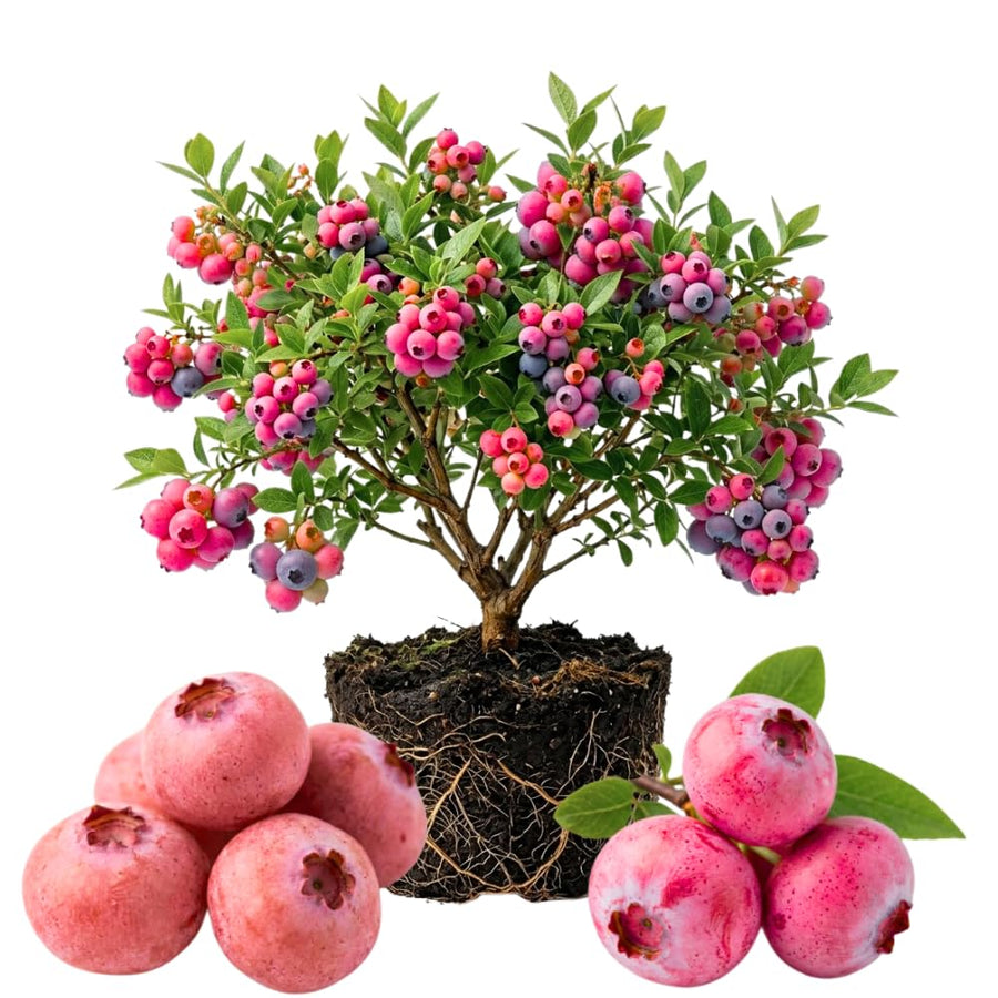 Blueberry Plant Live for Planting, Pink Blueberry Bush, Well Rooted, 6-8 Inc Tall, Berry Shrub for Edible Gardens or Landscapes