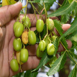 Neem Tree in Half Gallon Pot, Fast-Growing Sweet Neem Plant for Garden or Patio, 8-12 Inch Tall