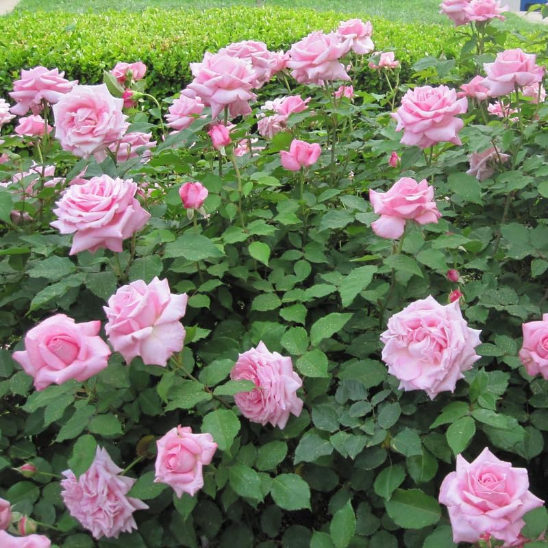 Medium Pink Dream Climbing Roses Live Plants 7 Months Old, Rose Bushes Ready to Plant 5-9" Tall, Very Fragrant, Can Grow As Climber or Bush Tree or Trellises, Walls, Fences