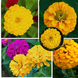 2 Yellow Zinnia Plants Live, Zinnia Live Plants for Planting, Flower Plant, 4 Inches Pot
