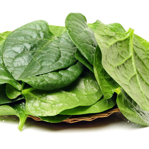 Live Malabar Spinach Plant Potted 5 to 7 Inch Long Vegetable Plant Live for Gardening Outdoor