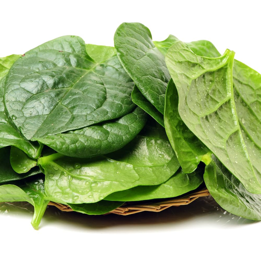 Live Malabar Spinach Plant Potted 5 to 7 Inch Long Vegetable Plant Live for Gardening Outdoor