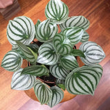 Watermelon Peperomia Live Plant, Easy-Care Houseplant in 4" Pot, Live Peperomia Plants for Indoor Gardens