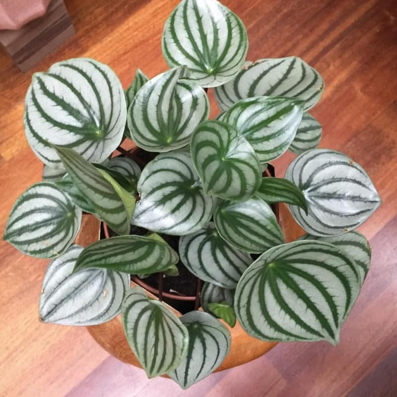 Watermelon Peperomia Live Plant, Easy-Care Houseplant in 4" Pot, Live Peperomia Plants for Indoor Gardens