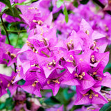 2 Bougainvillea Plants Live, Perennial Bougainvillea Flowers Vine, Outdoor Garden Planting 5-9 Inches