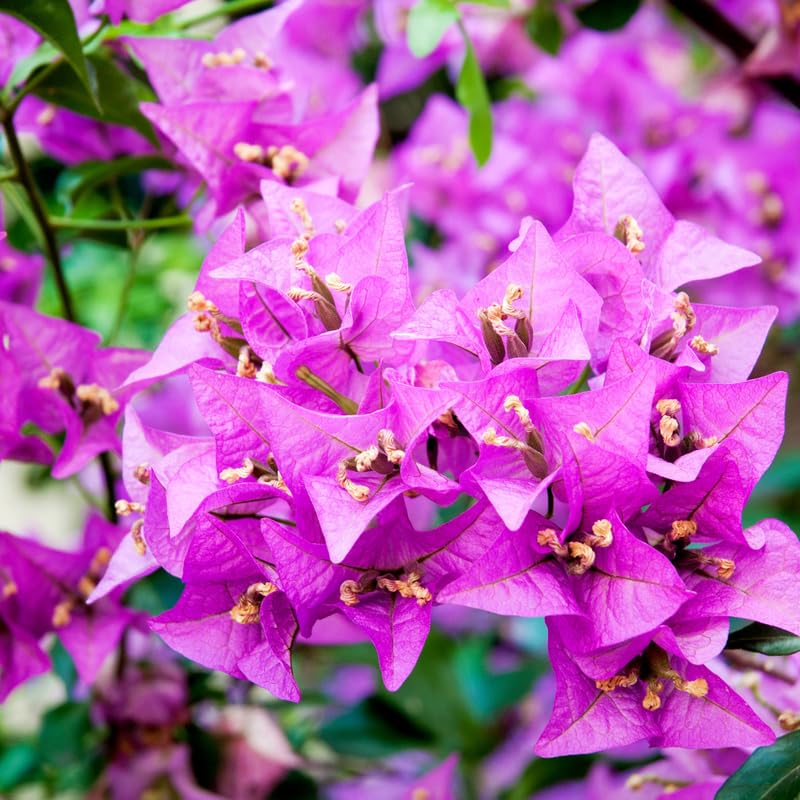 2 Bougainvillea Plants Live, Perennial Bougainvillea Flowers Vine, Outdoor Garden Planting 5-9 Inches