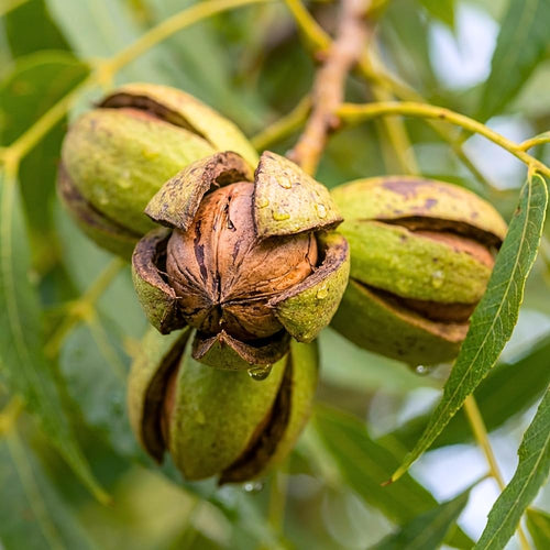 Set 2 Pecan Bareroots, Pecan Trees Live for Planting, Live Well Rooted, 8-10 Inches Tall