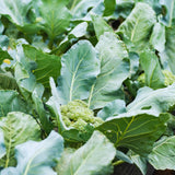 4 Broccoli Plants Live, Vegetable Plant Live, Live Broccoli Plant Gardening Indoor and Outdoor Growing, 4 Inc Potted, 3 to 6 Inc Tall Plant
