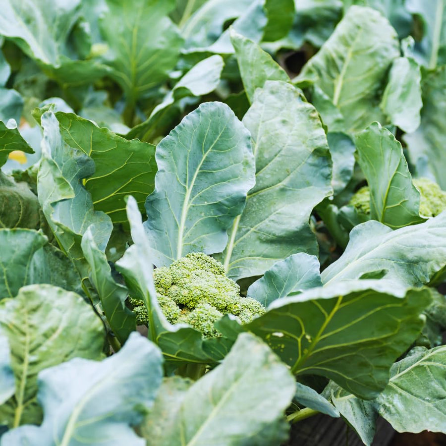 2 Broccoli Plants Live, Live Broccoli Plant Growing Indoor and Outdoor Garden, 4 Inc Pot, 4 to 6 Inc Tall Live Plant Vegetable Plant Live