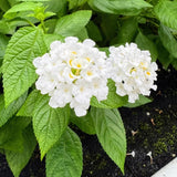 Pack 2 Lantana Live Plants, White Trailing Lantana Flowering Plants 4-8 Inches, Ready to Plant Outdoor