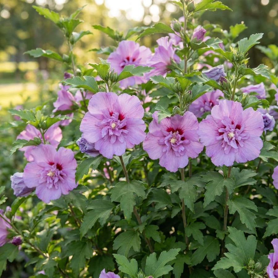 Pack of 50 Rose of Sharon Seeds for Planting, Purple Pink Rose of Sharon Seeds, Perennial Flowers for Patio and Outdoor Garden