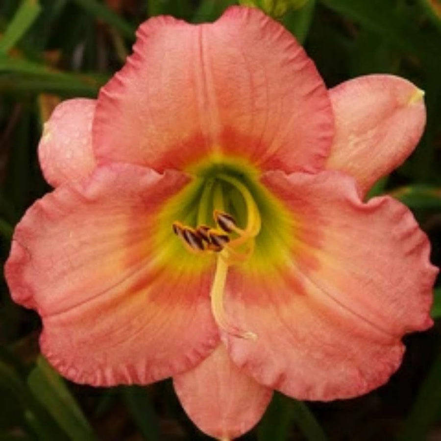10 Strawberry Daylily Roots, Hardy Perennial Flower for Garden Beds and Borders Planting, Easy Care, Ready to Grow