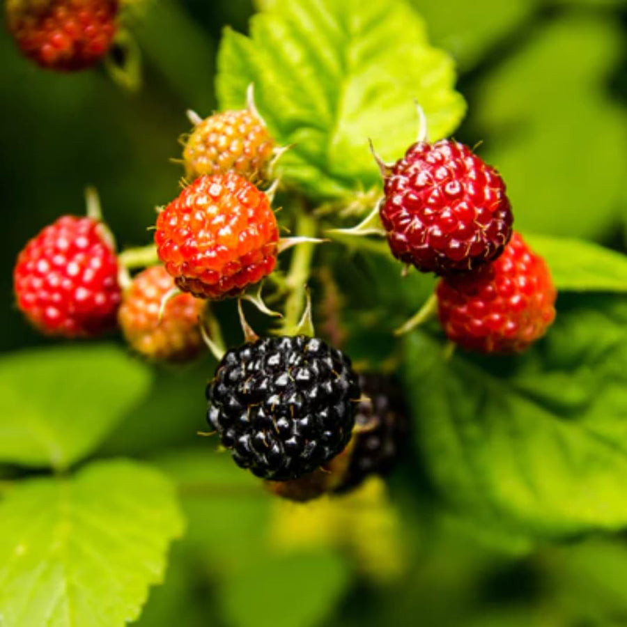 Pack 2 Assorted Raspberry Plants Live, Size 5-9 Inch Tall, Raspberry Trees Live Plants, Sweet Raspberry Bush Shrub