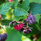 Pack 2 Glencoe Purple Raspberry Plants Live, Size 5-9 Inch Tall, Raspberry Trees Live Plants, Sweet Raspberry Bush Shrub