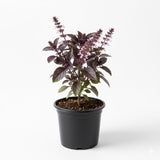 Krishna Basil Live Plant, Tulasi Herb Plant in 4 Inch Pot, Fully Rooted 4-8 Inches, Garden or Container Growing