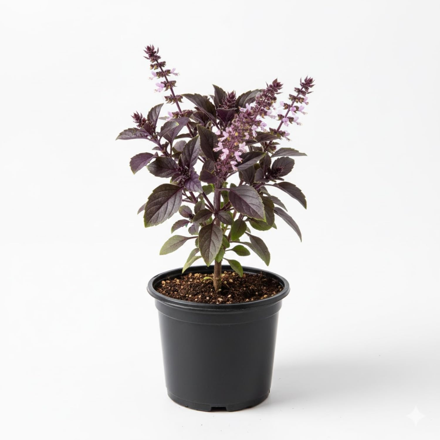 Krishna Basil Live Plant, Tulasi Herb Plant in 4 Inch Pot, Fully Rooted 4-8 Inches, Garden or Container Growing