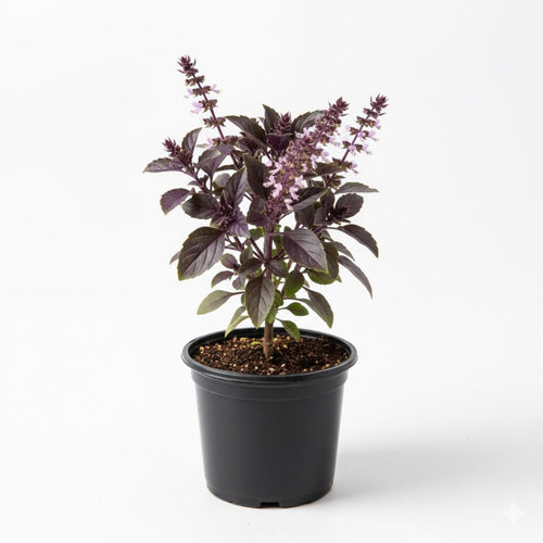 Krishna Basil Live Plant, Tulasi Herb Plant in 4 Inch Pot, Fully Rooted 4-8 Inches, Garden or Container Growing