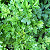 Parsley Plant Live for Planting, 3 Inch Pot, Live Parsley Plant, Planting in Containers, Home Garden