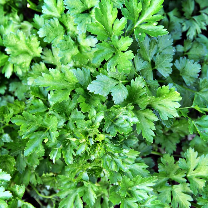 Parsley Plant Live for Planting, 3 Inch Pot, Live Parsley Plant, Planting in Containers, Home Garden