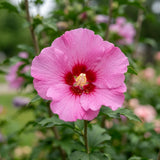 Pink Rose of Sharon Live Plant in Quart Pot, Althea Hibiscus Flowering Shrub for Outdoor Garden