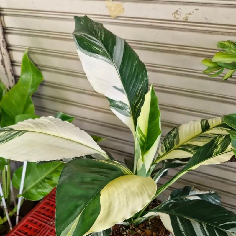 Set 4 Variegated Peace Lily Plants Indoor Live Plant, White Lily Flower Plant Live for Houseplant, 4 to 8 Inc Lily Plant for Indoor Outdoor Planting