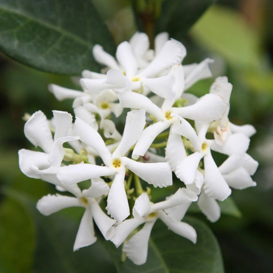 Jasmine Plant Live, White Fragrant Jasmine Flowering Vine, 4-7 Inches, Flowers for Home Garden, Balcony, Trellis (Star Jasmine)