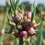 Pack of 150 Walking Onion Seeds for Planting, Walking Onion Seeds, Perennial Onion Seed, Easy Care Edible Plant for Container and Outdoor Garden