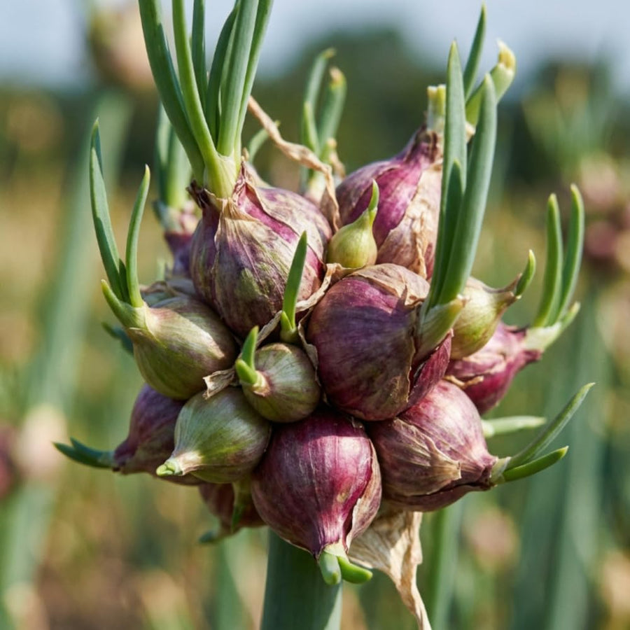 Pack of 150 Walking Onion Seeds for Planting, Walking Onion Seeds, Perennial Onion Seed, Easy Care Edible Plant for Container and Outdoor Garden