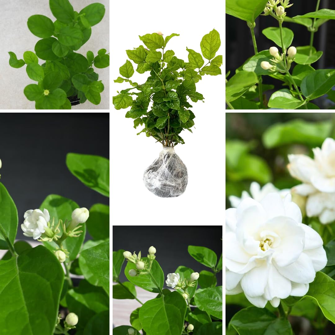 2 Sambac Jasmine Plants, 4 to 6 Inc Long, Maid of Orlean Jasmine Live Plants, Jasmine Well Rooted, White Jasmine Flower Plants Tree Live